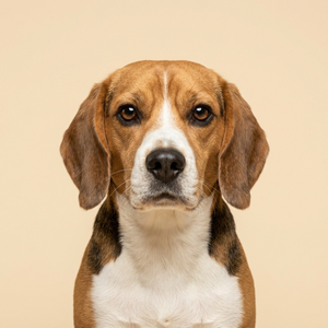 Beagle Collection