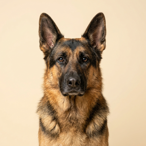 German Shepherd Collection