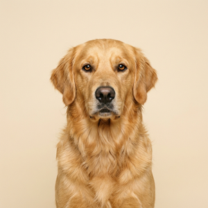 Golden Retriever Collection