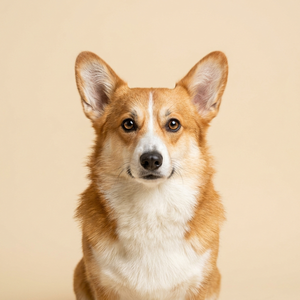 Corgi Collection