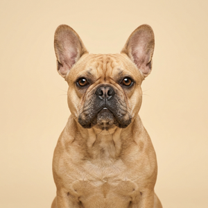 French Bulldog Collection