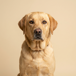 Labrador Collection