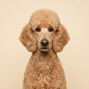 Poodle Collection