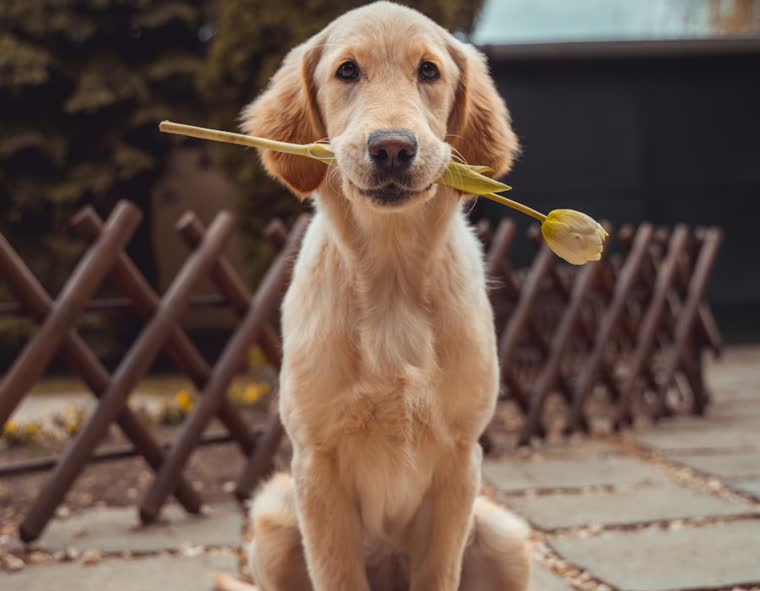 A golden retriever puppy sitting on a path holding a tulip